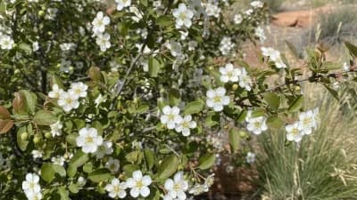 Utah Serviceberry