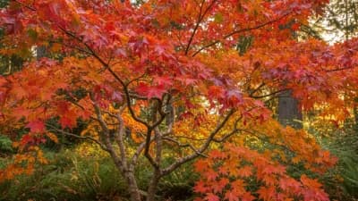 Vine Maple