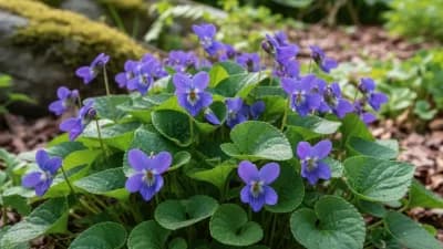Violet
