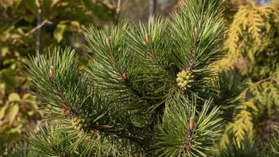 Virginia Pine
