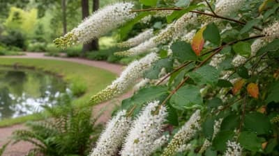 Virginia Sweetspire