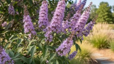 Vitex (Chaste Tree)
