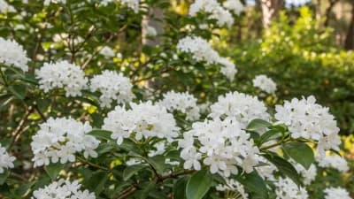 Walter's Viburnum