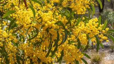 Wattle