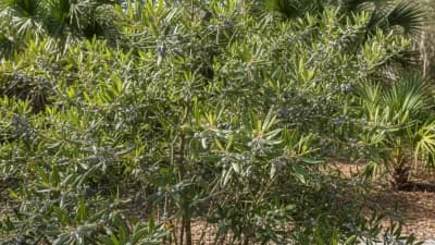 Wax Myrtle