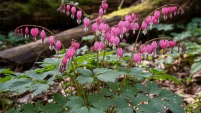 Western Bleeding Heart