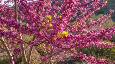 Western Redbud