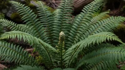 Western Sword Fern