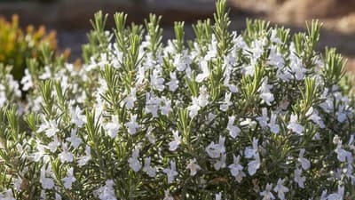 Coastal Rosemary