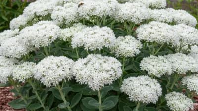 White Flowering Sedum