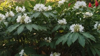 White Ginger