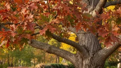 White Oak