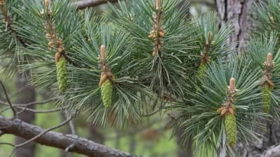 White Pine