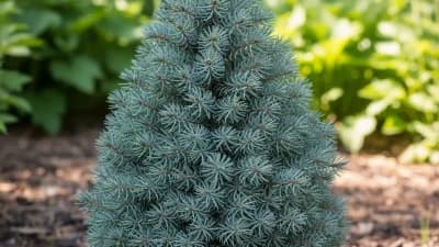 White Spruce