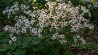 White Wood Aster