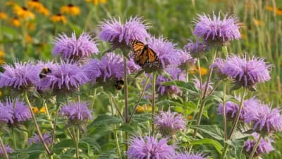 Wild Bergamot