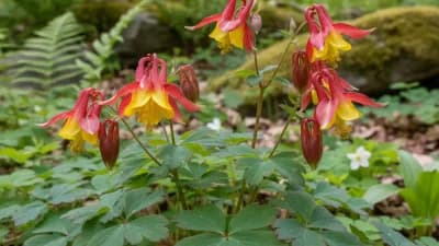Wild Columbine