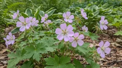 Wild Geranium