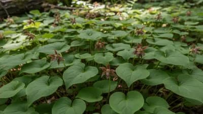 Wild Ginger