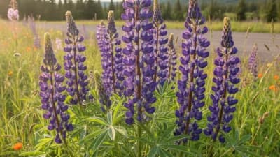Wild Lupine