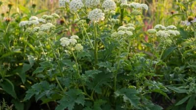 Wild Quinine