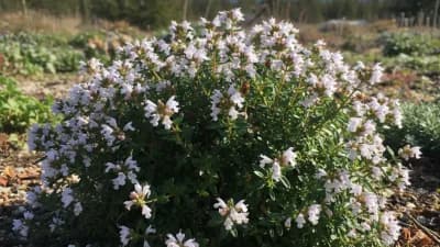 Winter Savory