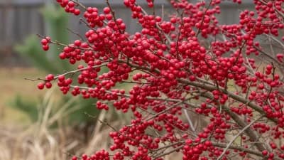 Winterberry