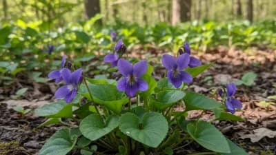 Wood Violet