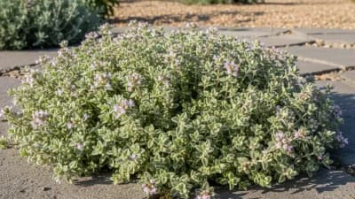Woolly Thyme