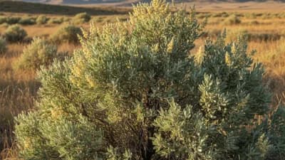 Wyoming Big Sagebrush