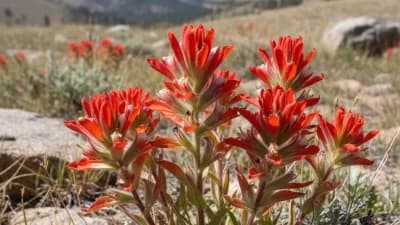 Wyoming Indian Paintbrush