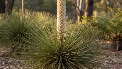 Grass Tree