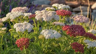 Yarrow