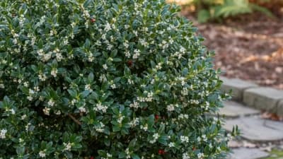 Yaupon Holly