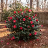 Camellia