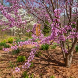 Eastern Redbud