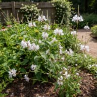Gaura