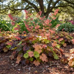 Heuchera