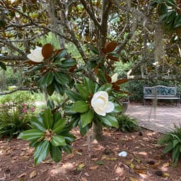 Southern Magnolia