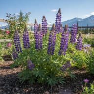 Arctic Lupine