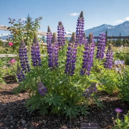 Arctic Lupine