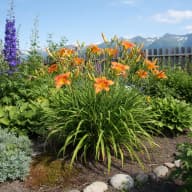 Daylily