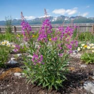 Dwarf Fireweed