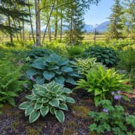 Hostas