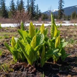 Skunk Cabbage