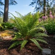 Sword Fern