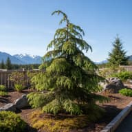 Western Hemlock