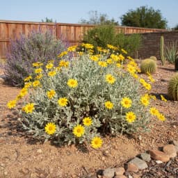 Brittlebush
