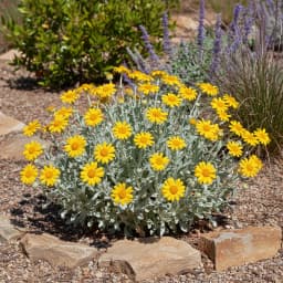 Desert Marigold