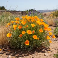 Mexican Gold Poppy